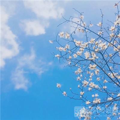 九游j9中国苹果版